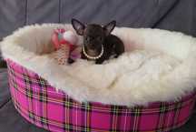 Chihuahua malutka czarna suczka