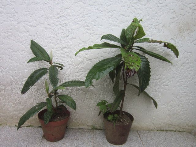 arvores de fruto nespereira magnoreiro loureiro maracujá anona phisali