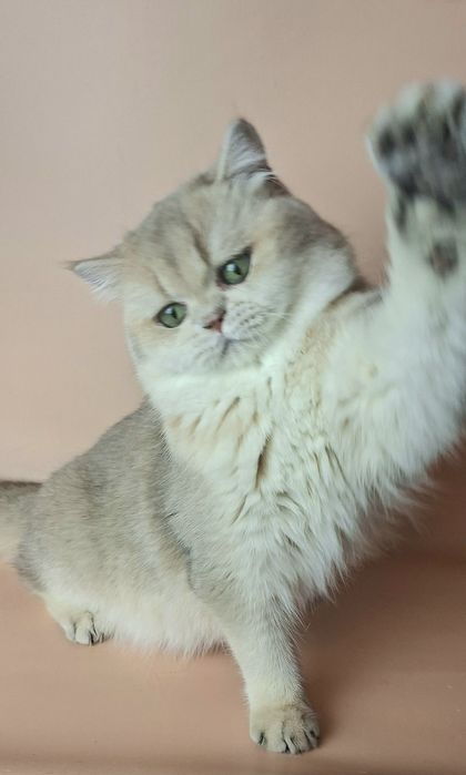 Продажа котят  в домашние  любимцы