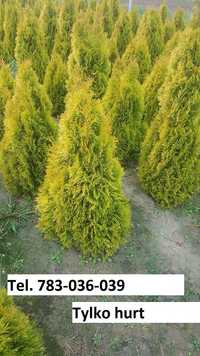 Thuja Tuja Golden Smaragd Producent 100/120cm