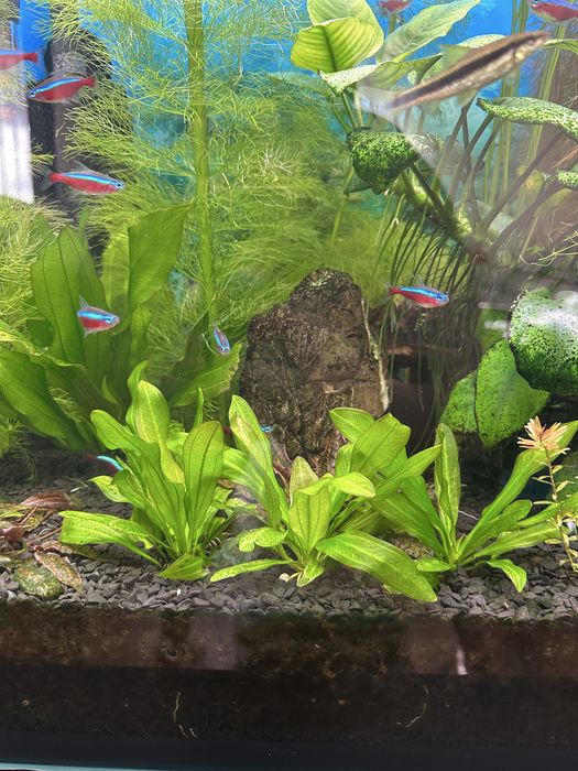 Акваруім 150 л комплект з обладнання Фіільтри Світло Київ Райдужний