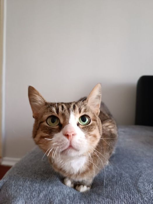 Зник котик, район Комарова