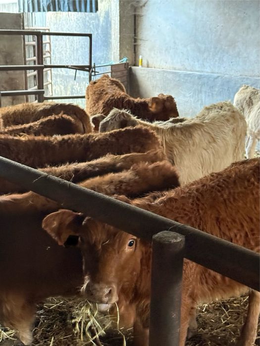 Vitelos e vitelas cruzados de limousine