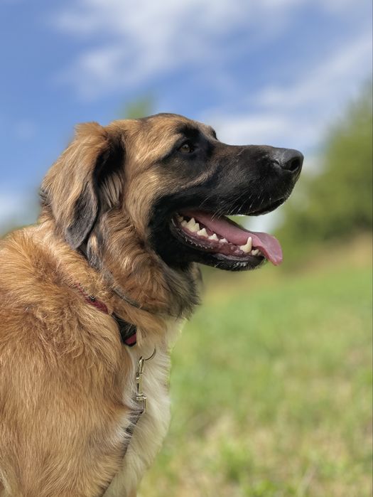 Młody Leon w typie leonbergera