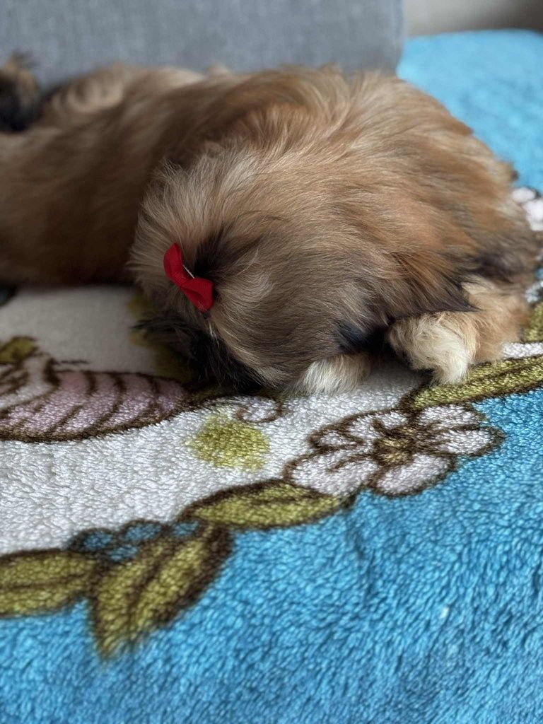 Piesek Nico shih tzu Zkwp
