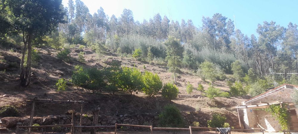 Limpezas de terrenos