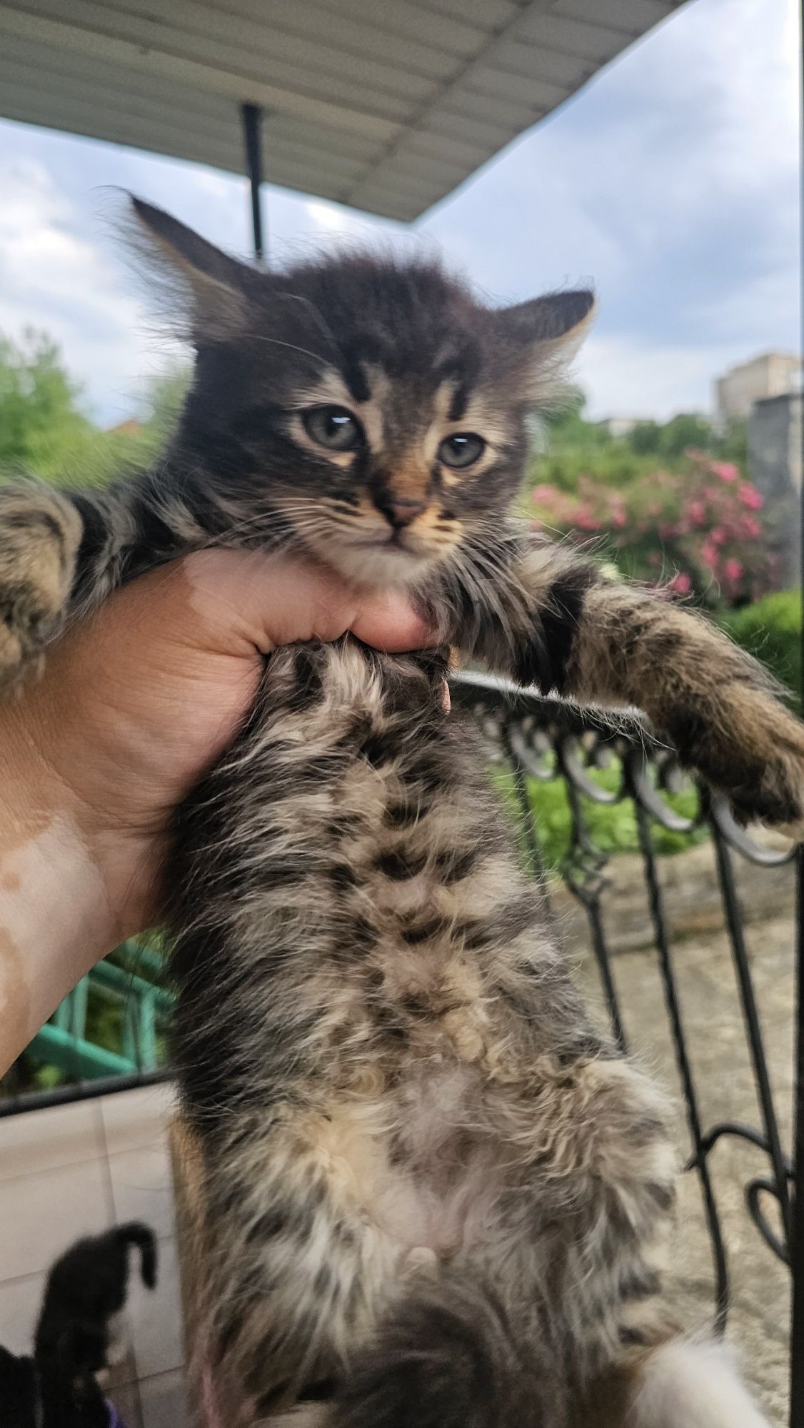 Віддам котиків в добрі руки