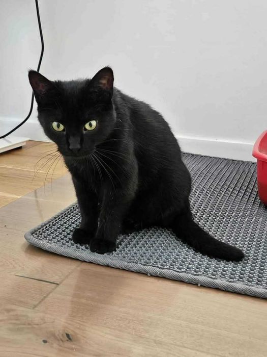 Adele - piękna zielonooka kotka