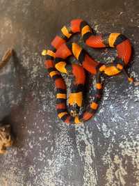 гондурасская молочная змея нормал, банана, альбино