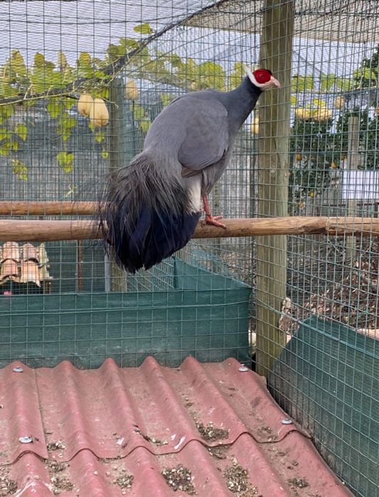 Faisão-manchuriano Azul (Orelhudos)