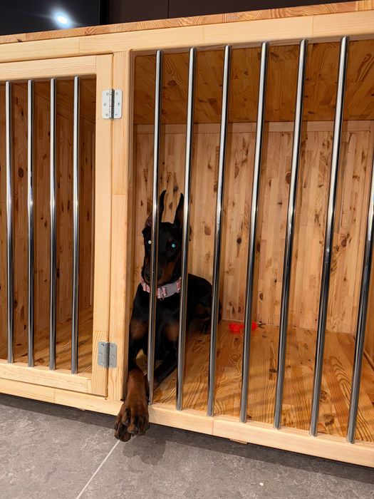 Восьмимісячна дівчинка добермана шукає нову сімʼю