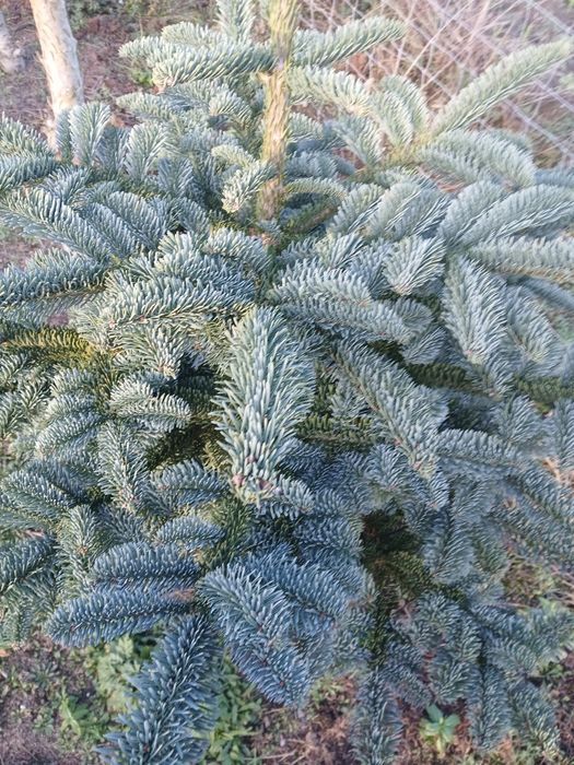 Gałęzie jodła nobilis 5kg