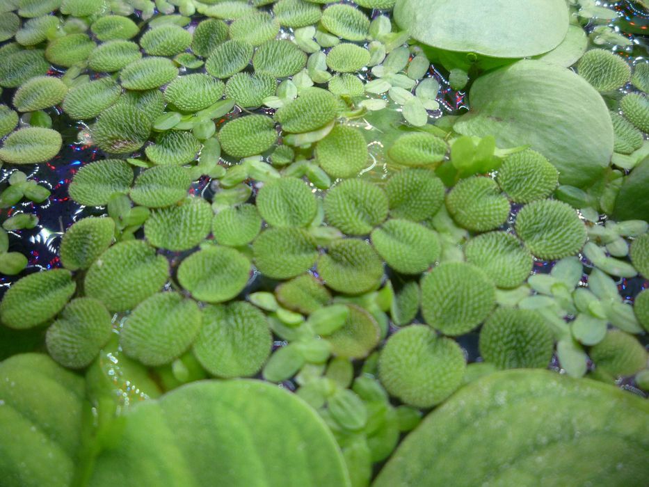 Rośliny (20szt.)  (4-6 cm)=20 zł pistia=GRATIS