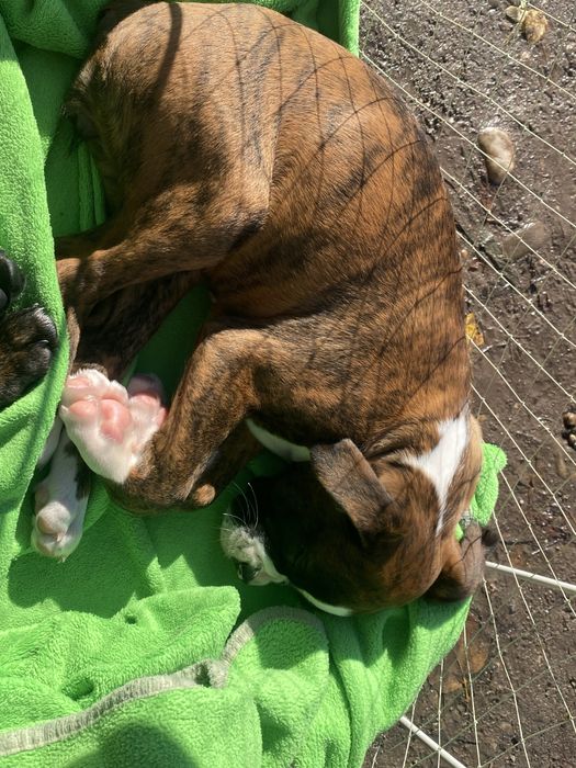 німецький боксер