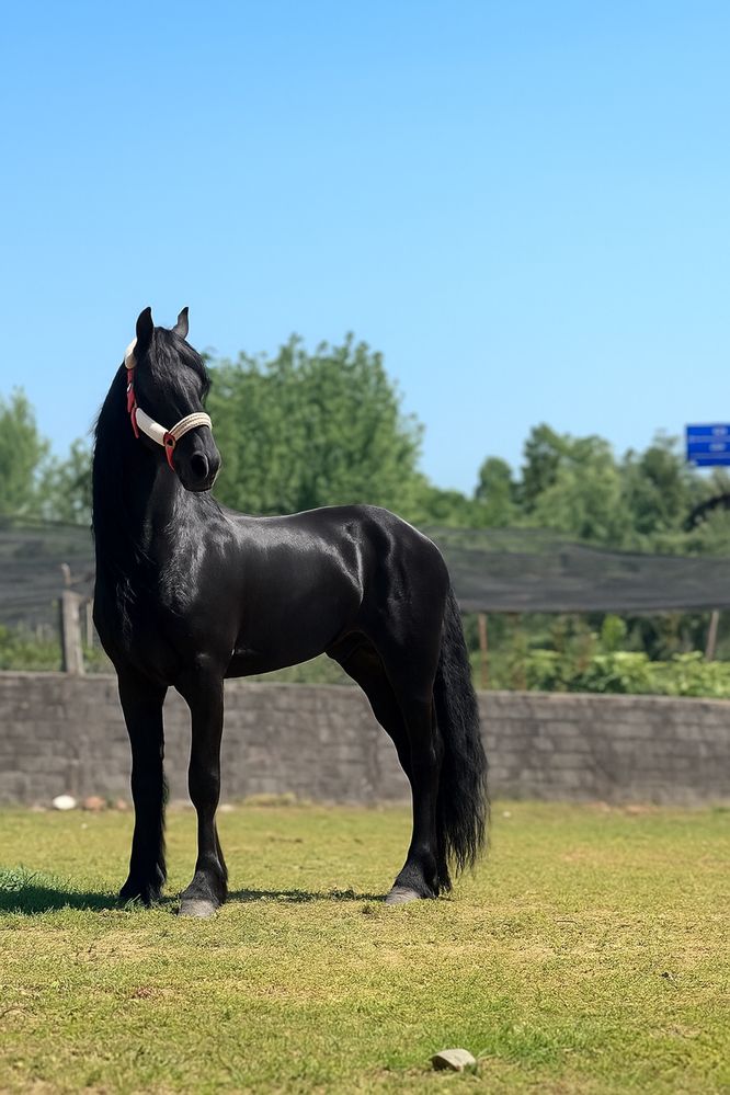 Cavalo Frisio Puro com Papeis de pura