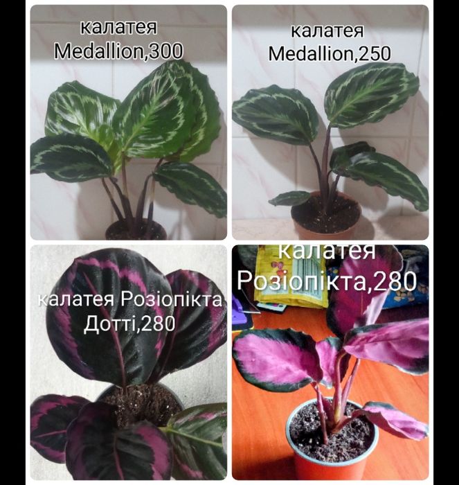 Розпродаж кімнатних рослин.Марантові.