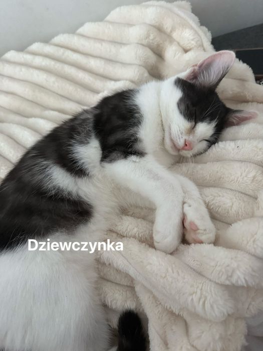 Oddam kotki tylko do domu