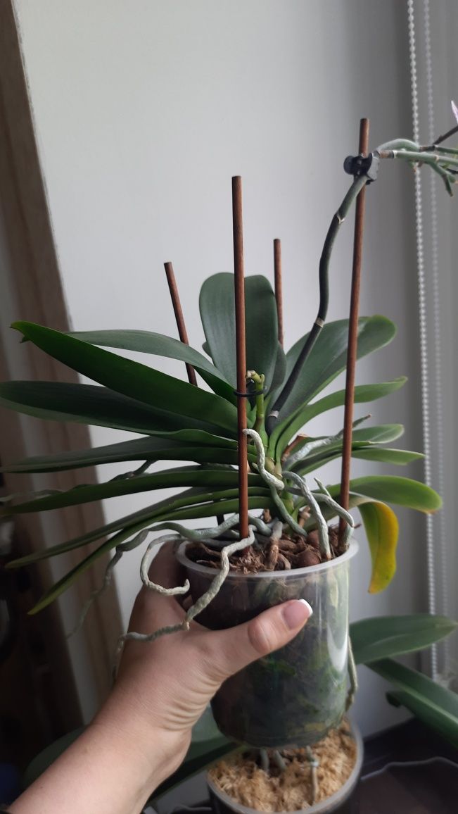 Орхідея з мутацією, фаленопсис пелор
