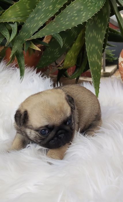 Pug Carlin com Lop