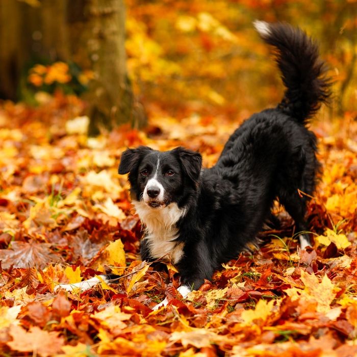 COBI – 3-letni, bardzo energiczny i zadaniowy, w typie border collie