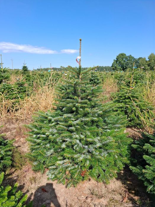 Jodła Kaukaska w donicy PREMIUM 150-175 cm/cięta od Tuchoinki.pl