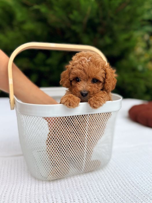 Цуценята мальтіпу ф1, ф2, міні, мікро. Мальтипу f1, f2 мини, микро