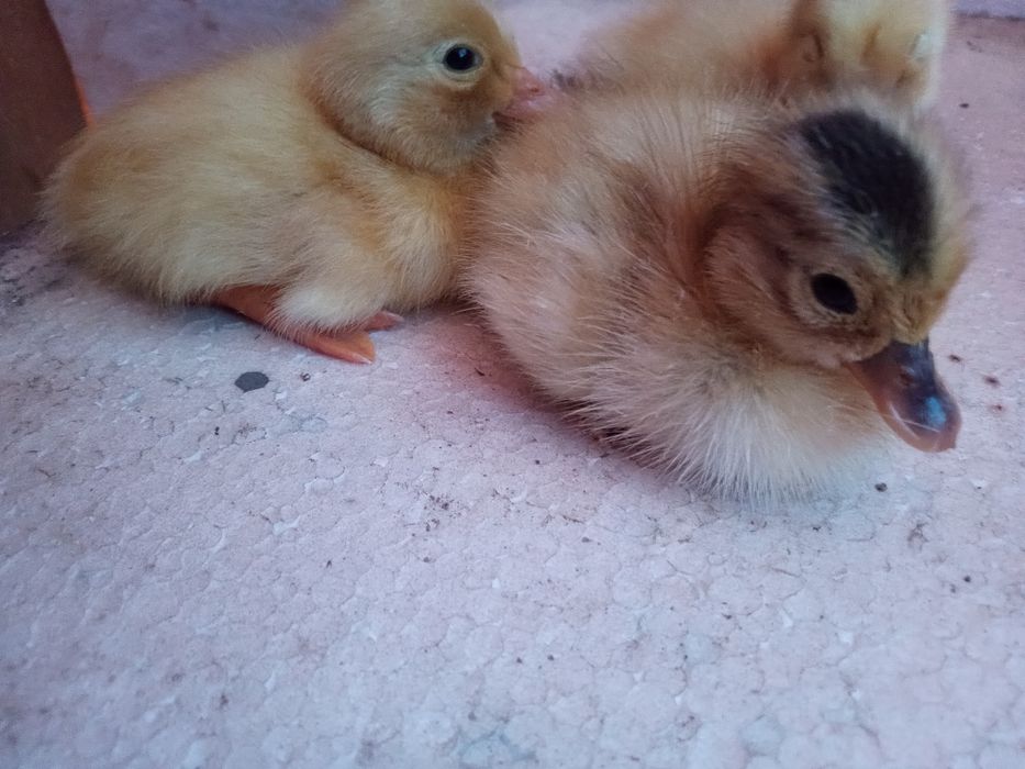 Silki silka czubatka lokowana trójbarwna Brahma kochin sułtan chabo