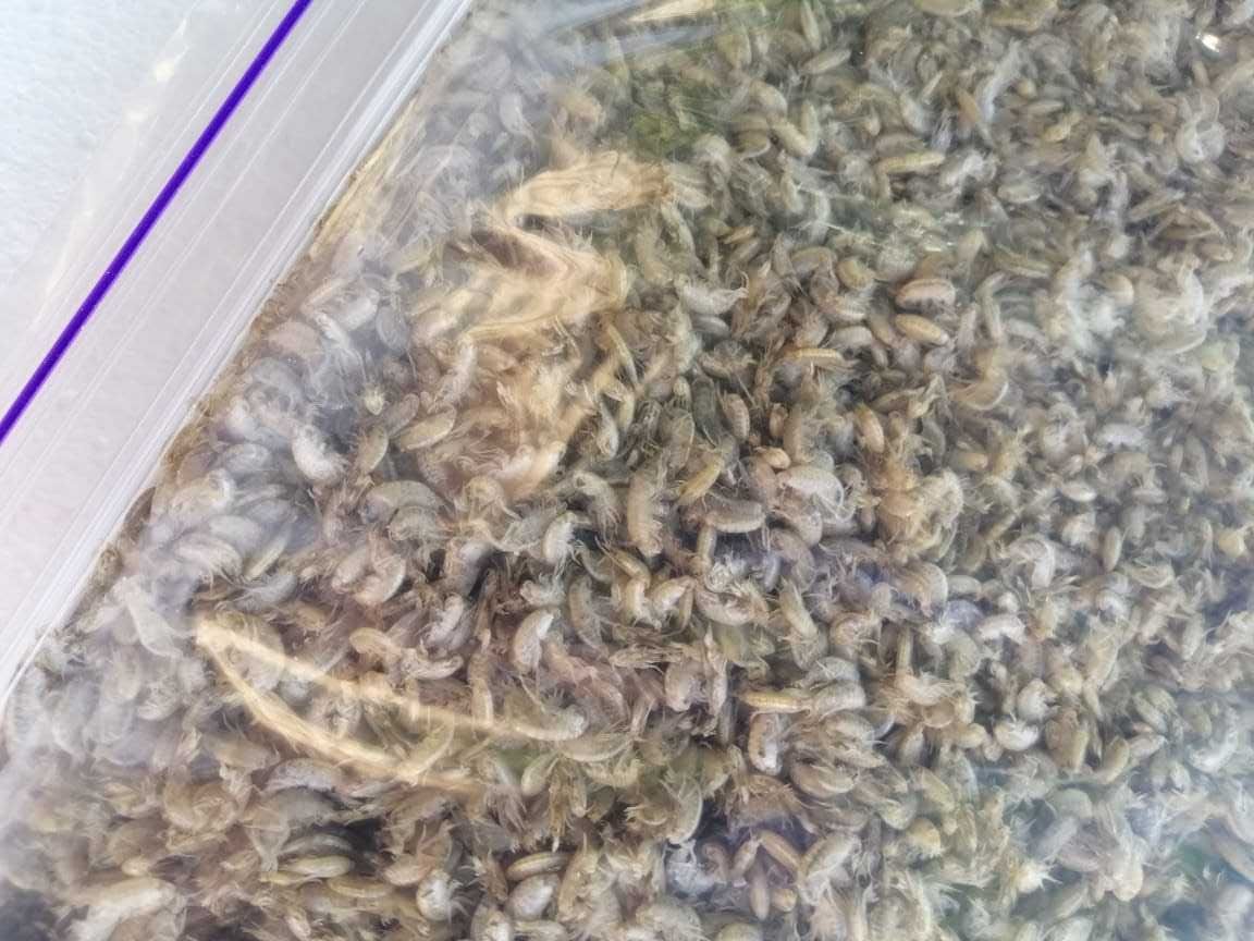 Мороженный Гаммарус