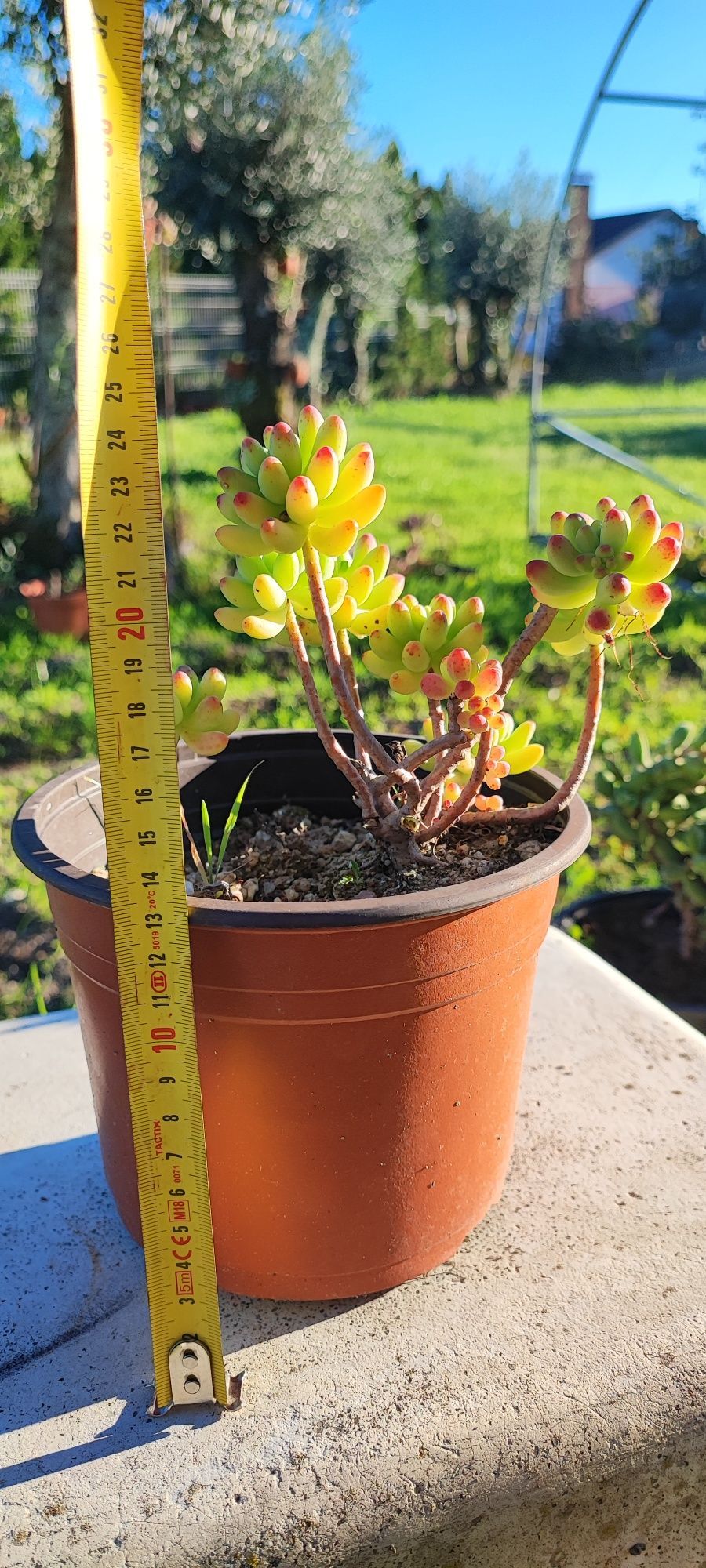 Planta suculenta