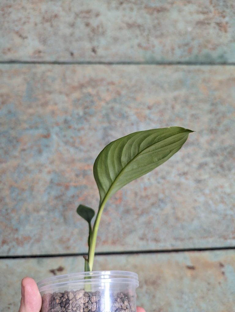 Spathiphyllum wallisii 'Sensation' Skrzydłokwiat