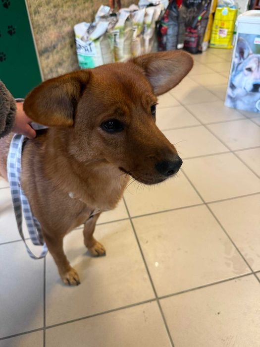 Miki szuka domku tymczasowego z opcją stałego