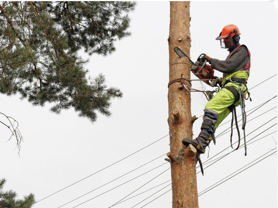 Alpinistyczna wycinka drzew na wysokości