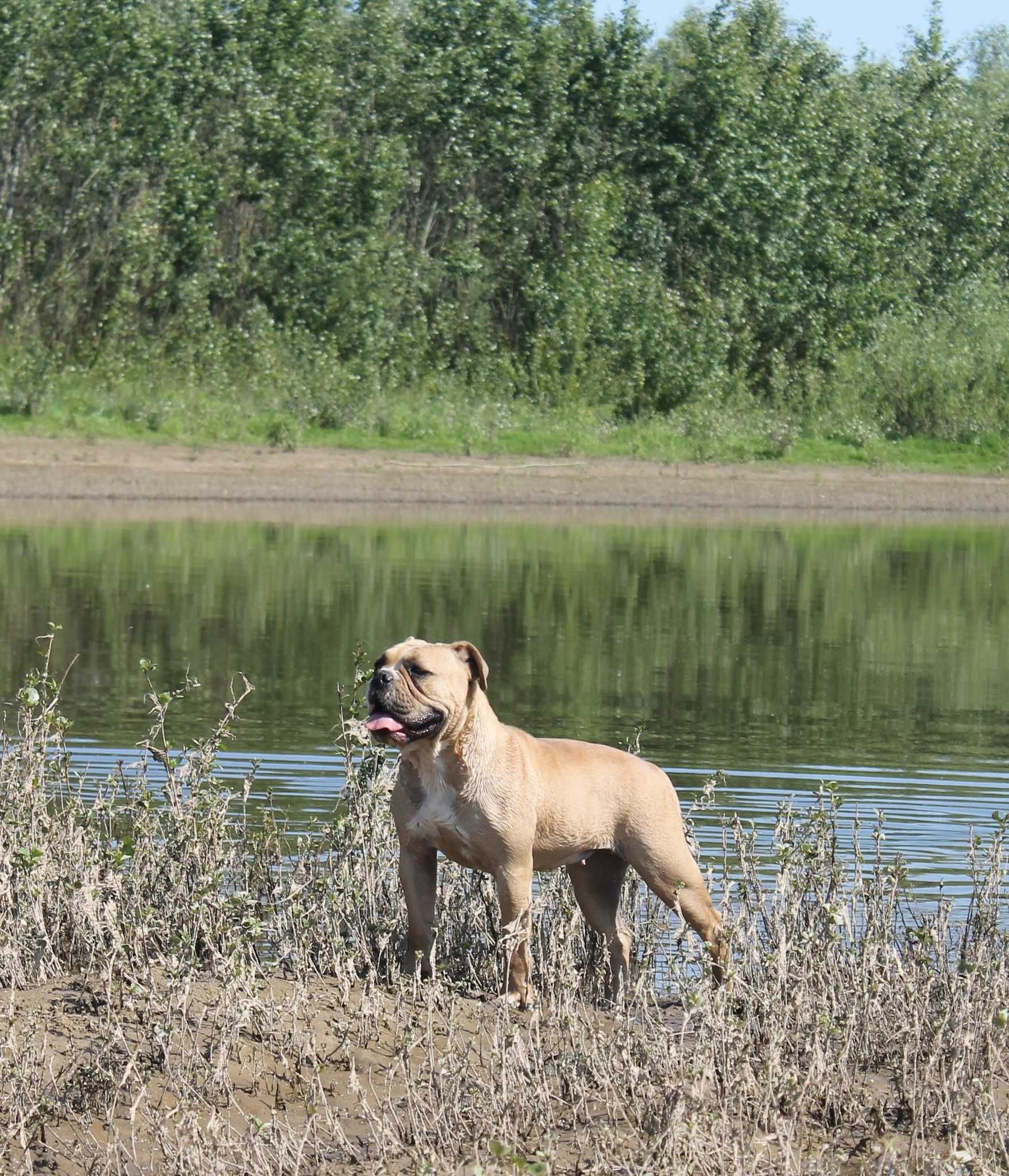 buldog kontynentalny
