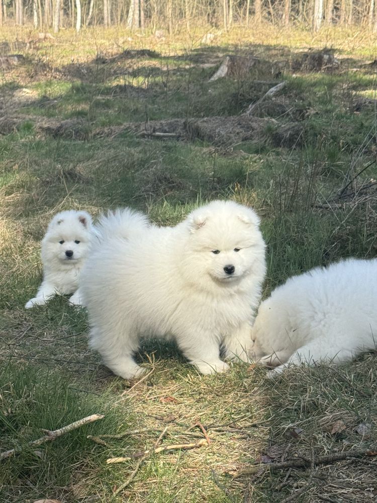 Samoyed Piesek - chłopiec - OSTATNI !!! Nie pozwól mu dlużej czekać :)