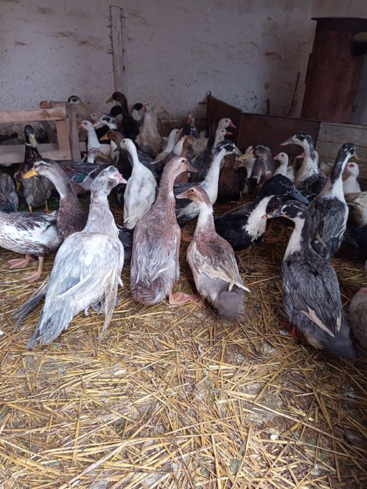 Kaczory i kaczki piżmowe, biegus indyjski,staropolskie