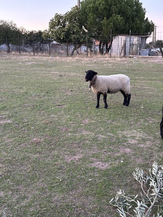 casal de ovelhas suffolk ler descrição