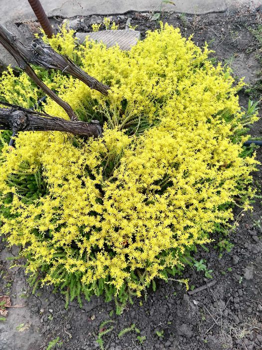 Седум грунтопокривний очиток грунтопокривний