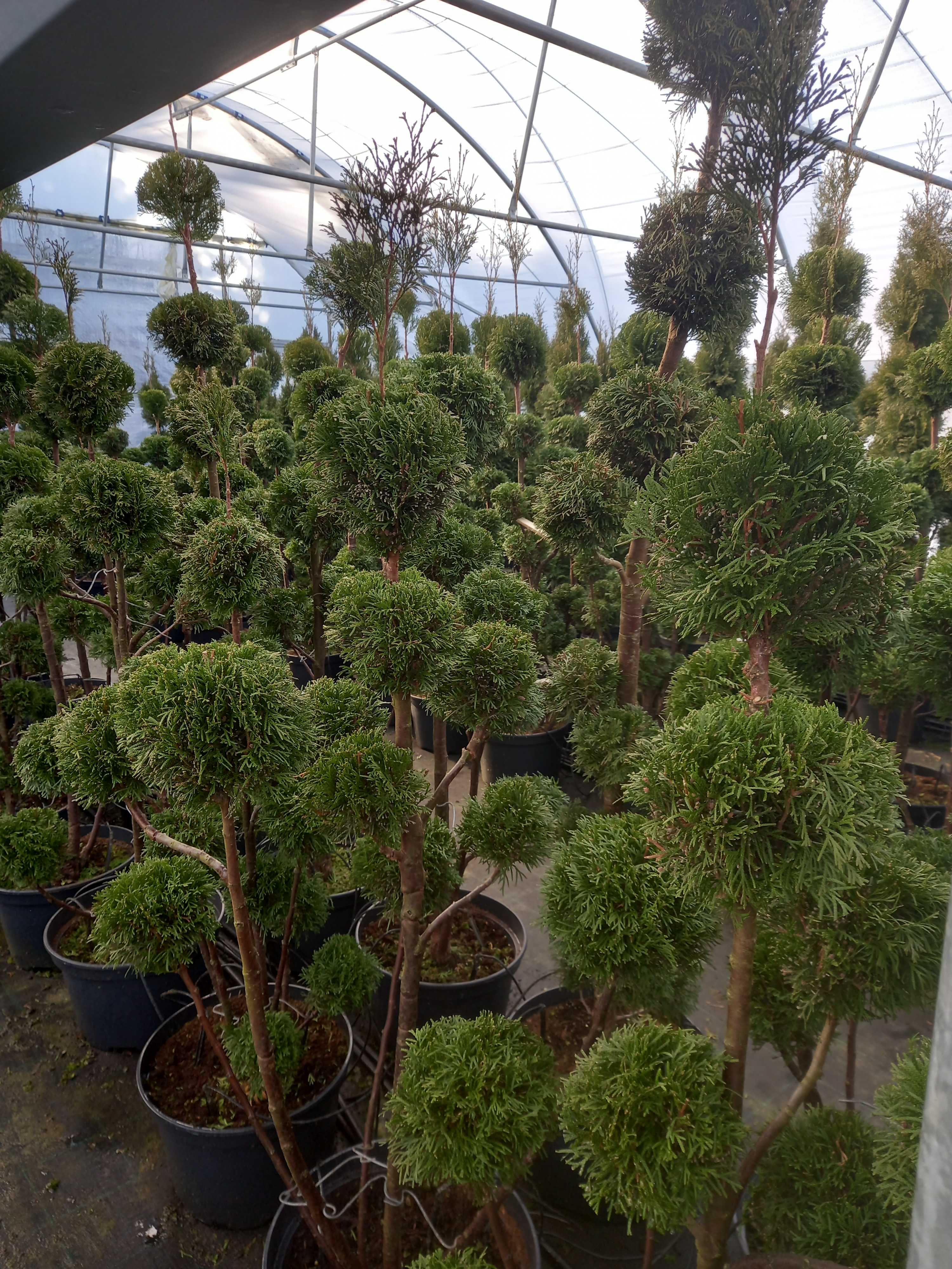 Tuje SZMARAGD (Thuja Smaragd), formowana, PRODUCENT, Tuja. RADOM