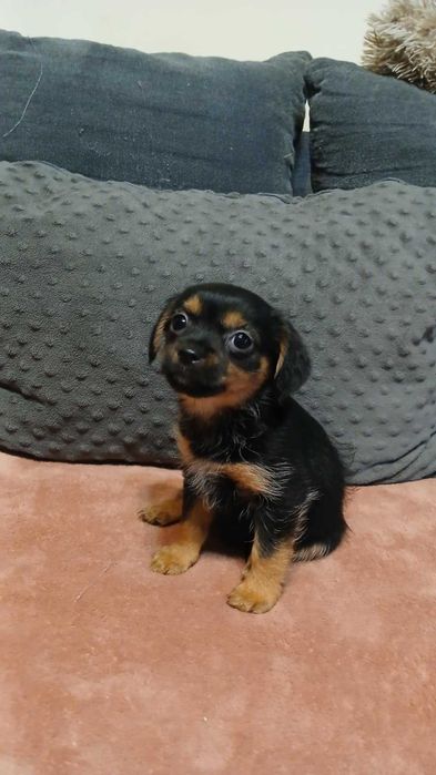 Melcia śliczny szczeniak do adopcji