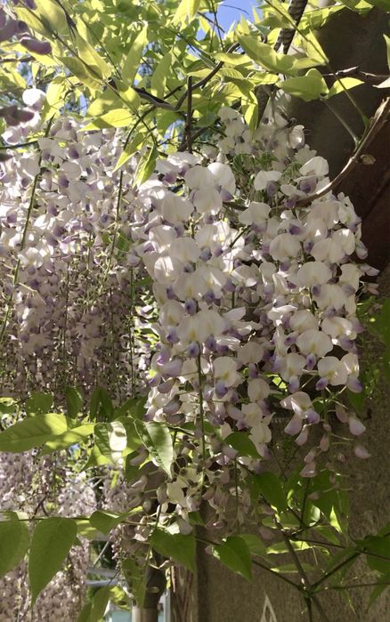 Гліцинія відводки 3 роки