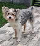 Schnoodle 7 kg Laki hybryda pudla i sznaucera
