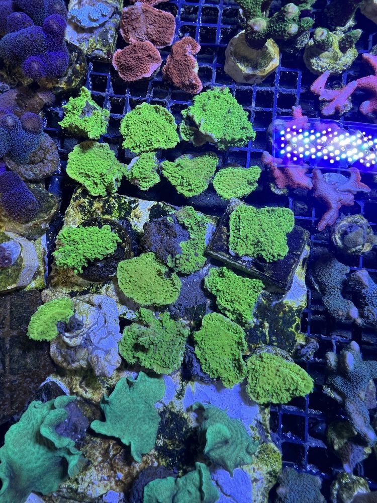 6 Montipota Toxic Green Fluo Talerz Akwarium Morskie Koralowiec Sps