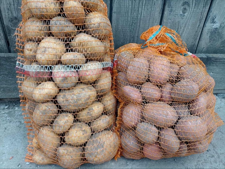 Ziemniaki bernina red sonia surmia