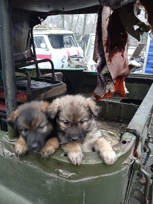відам в добрі руки цуценят вівчарки