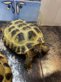 Травоядная черепаха, среднеазиатская черепаха 16-18см
