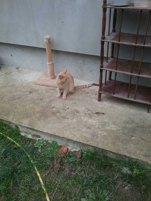 Віддам двох рижуватих котиків(можна по одному)