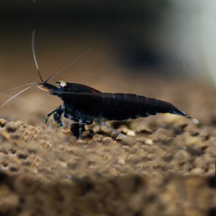 Camarões anões para aquário