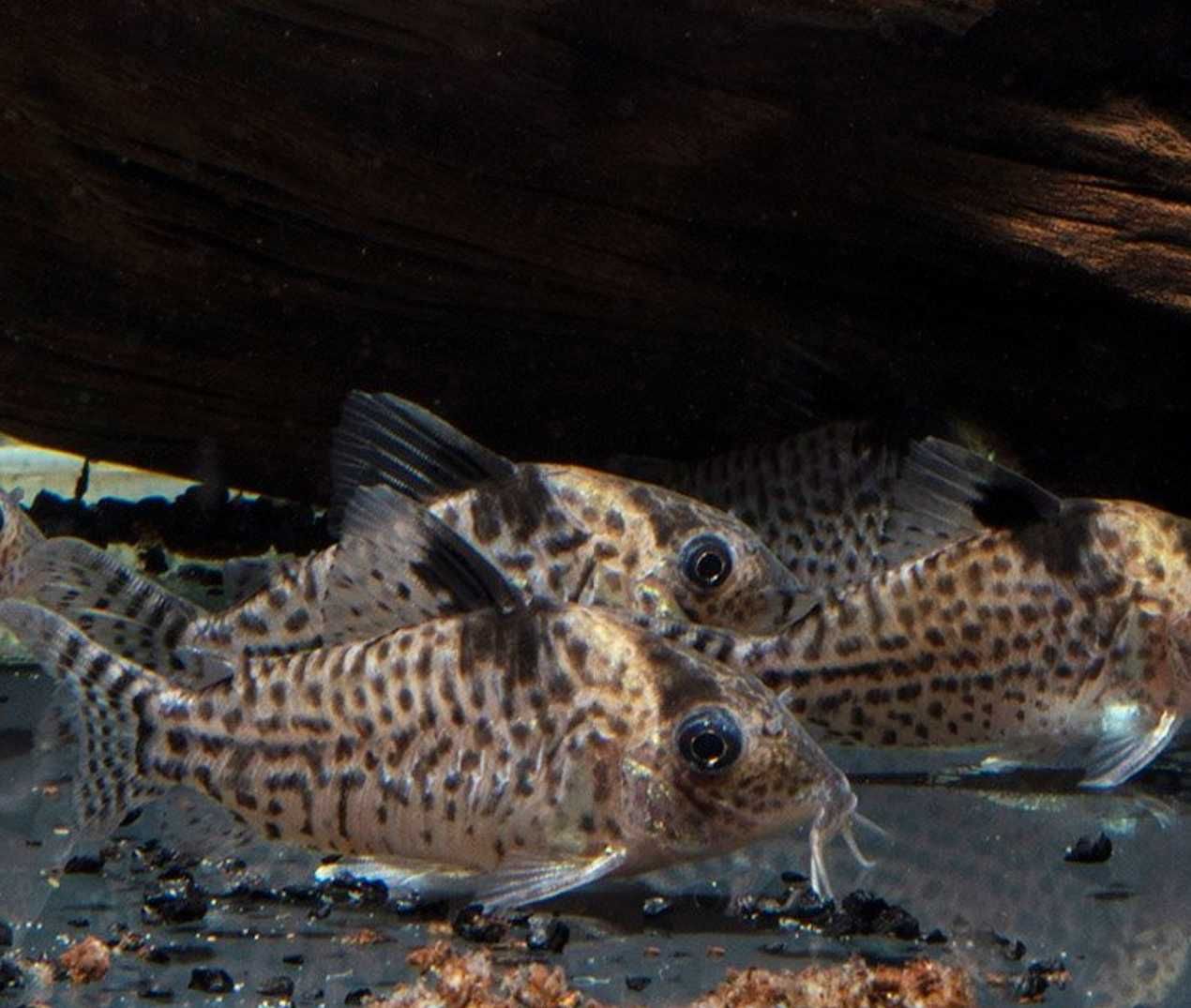 Kirysek Agassiza - Corydoras agassizii - Kirys - dowóz, wysyłka