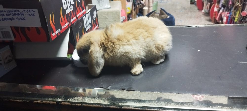 Coelho mini lop 2 meses