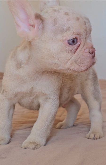 Bulldog Francês New shade merle and tan